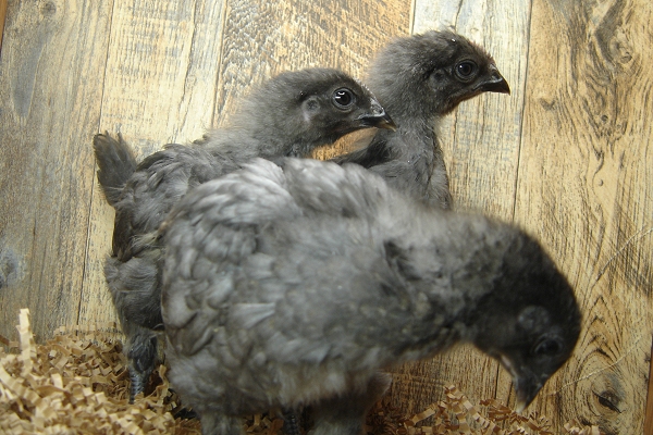 3 Pullet Chicks Week 3 - 3 Steel Blue Novagen